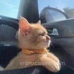 Avatar de Verónica Navarro